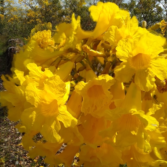 Meet your Posher, Carol - Picture 2 of 2